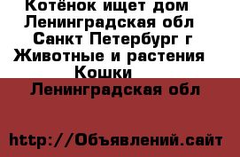 Котёнок ищет дом! - Ленинградская обл., Санкт-Петербург г. Животные и растения » Кошки   . Ленинградская обл.